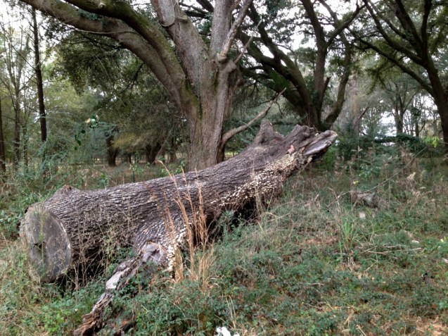 felled-tree