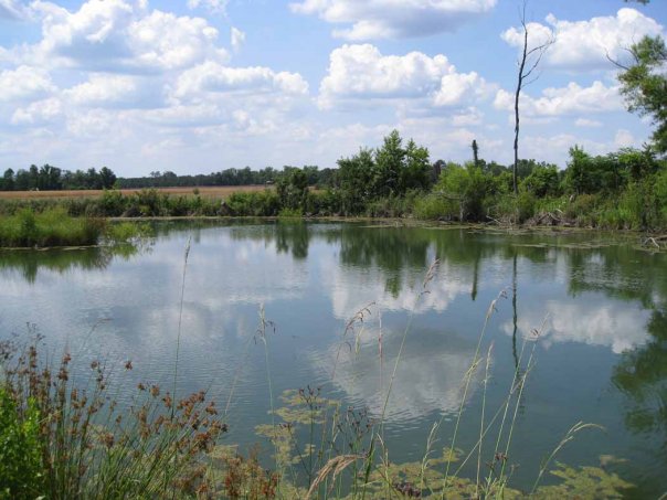 swicord-catfish-pond-2008